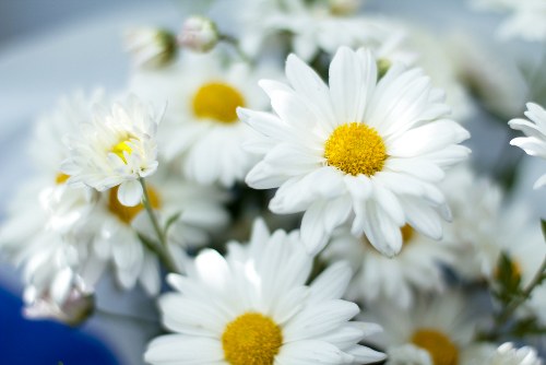 A vibrant bouquet arrangement showcasing various fresh flowers.