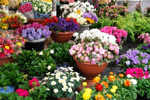 Historical floriography books showcasing flower meanings