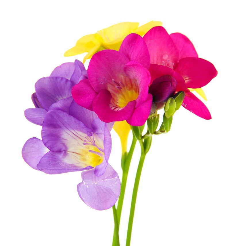 Nurturing Orchids: Best Practices and Insights