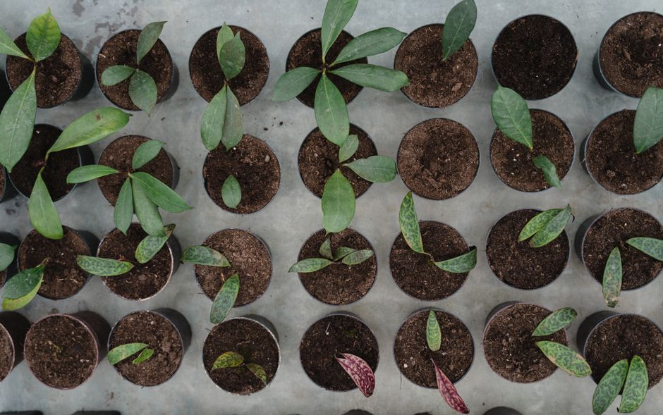 A top-down view of numerous small, round pots filled with dark soil, each containing young green plant seedlings with varying leaf shapes and sizes. Some plants exhibit elongated, smooth leaves, while